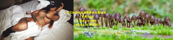 сатива Лихославль